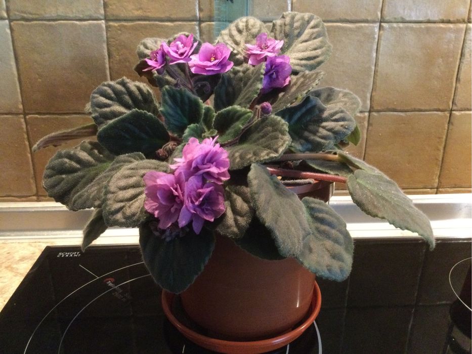 Фіалка, лавандового кольору