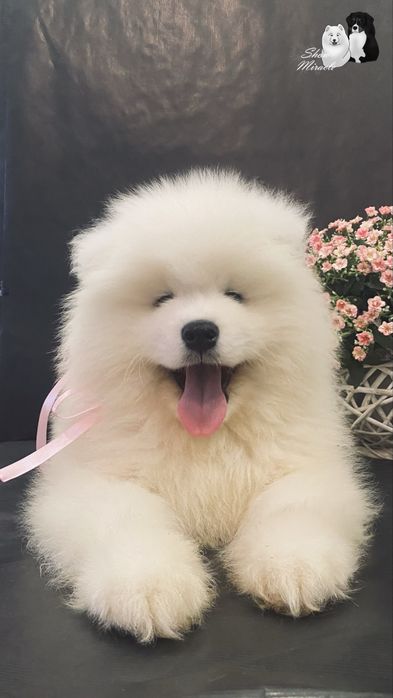 Samoyed / Самоїд
