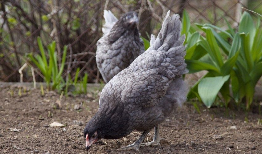 Домінанти підрощені,вакциновані ,вік до 4 міс
