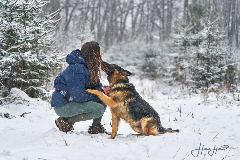 Czy to Ty szukasz psa