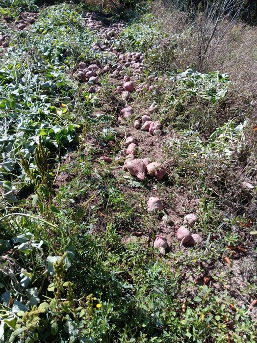 Batata doce nova biologica  1€ kg