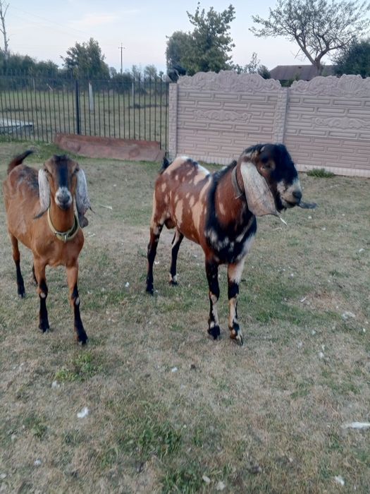 В'язка кіз. Цапок англо-нубієць