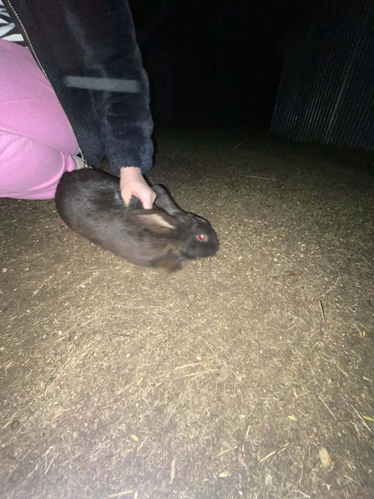 Sprzedam królika Samiec