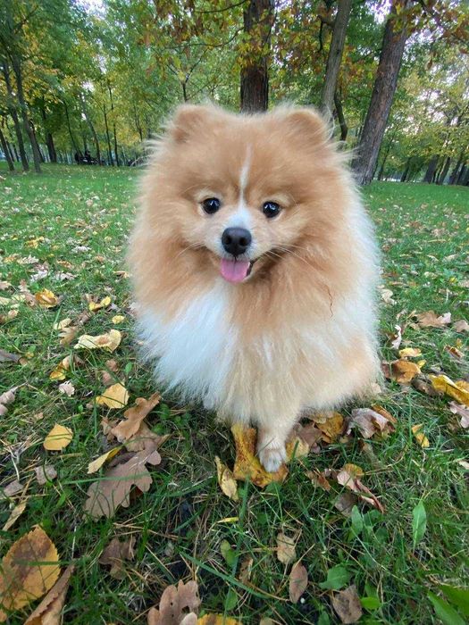 Хлопчик шпіц на вязку
