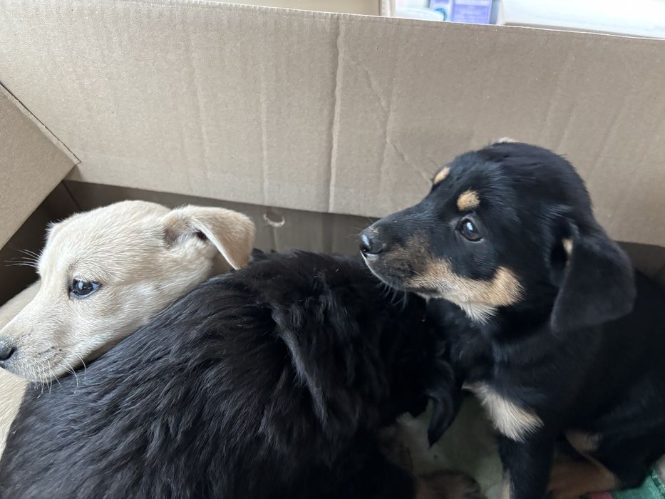 Віддамо в добрі руки цуценят