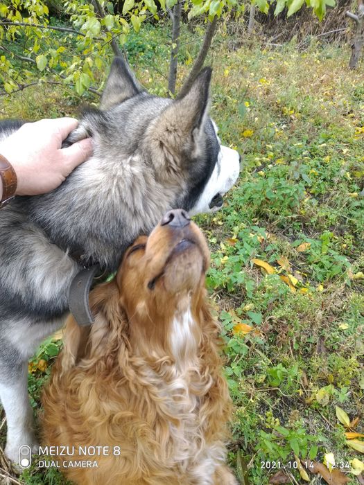 Аляскинский Маламут приглашает девочку для вязки