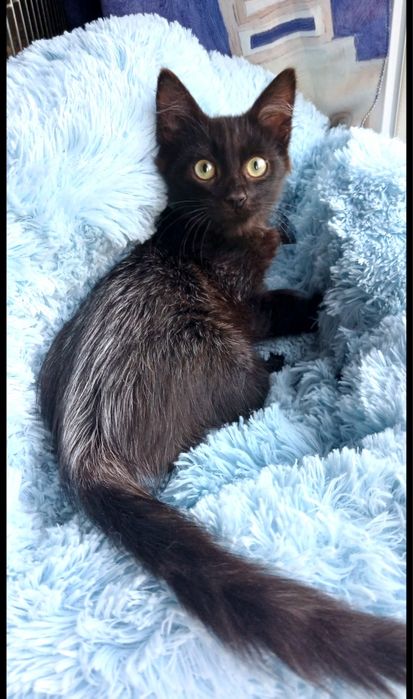 Уникальный котенок-барсук мальчик ищет дом! Котята в хорошие руки!