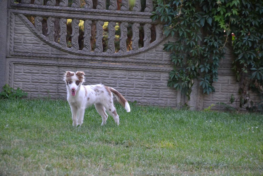 Border Collie suczka