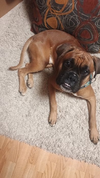 Młody bokser. Rodowód i chip.Nauczony czystości do aktywnego  domu