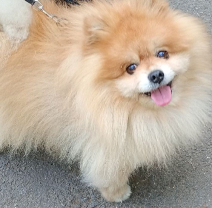 Шпицы Питомник распродажа.