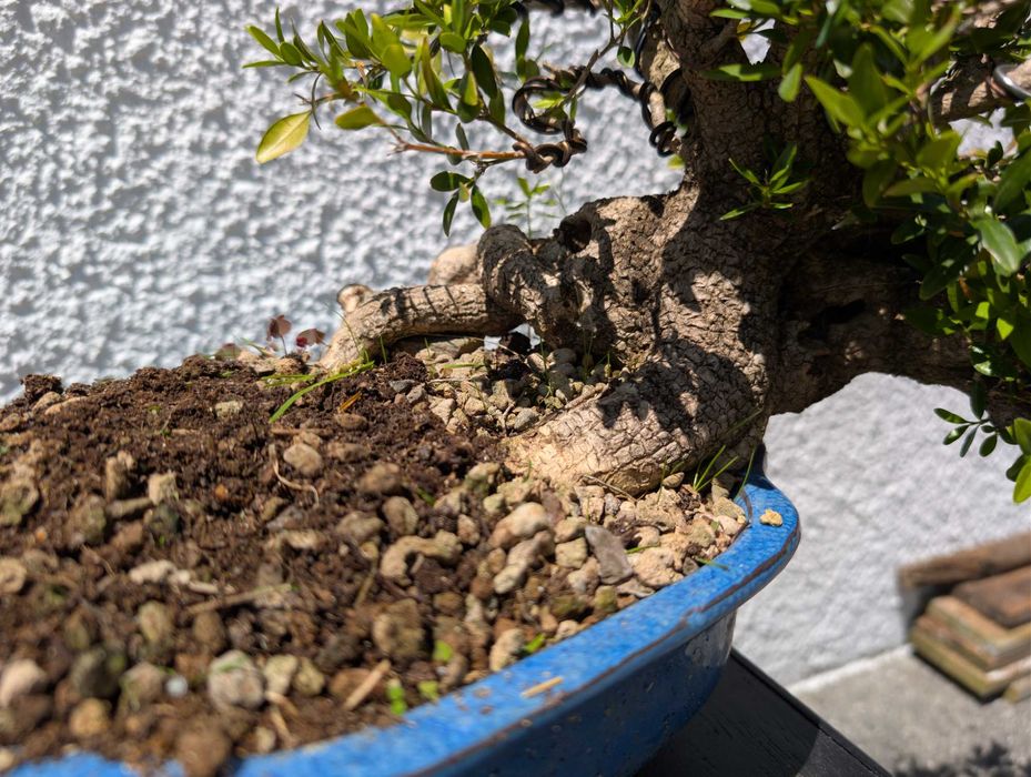 Pré Bonsai Buxus