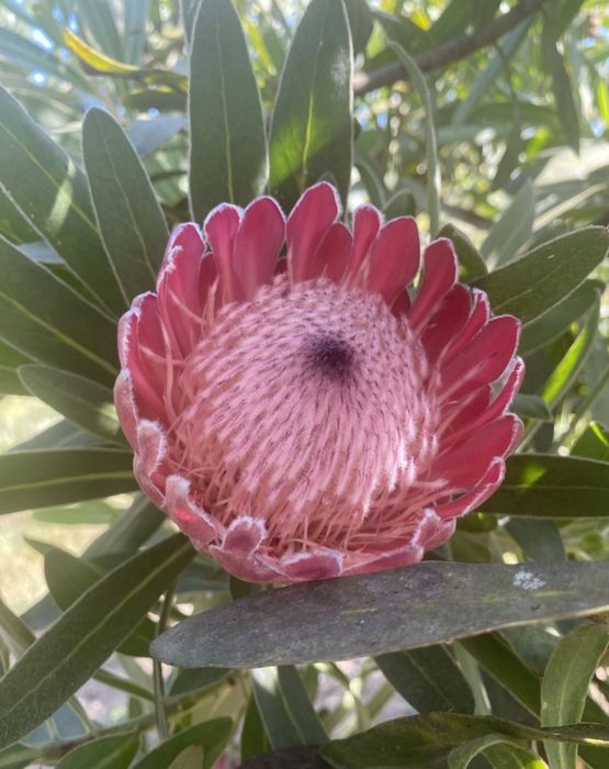 Proteias em vaso
