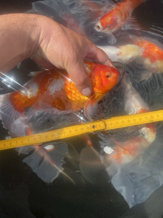 Карп Кои, Комета, рыба для пруда.