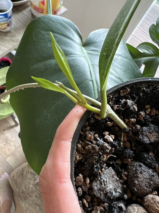 Hoya Publicalyx sadzonka