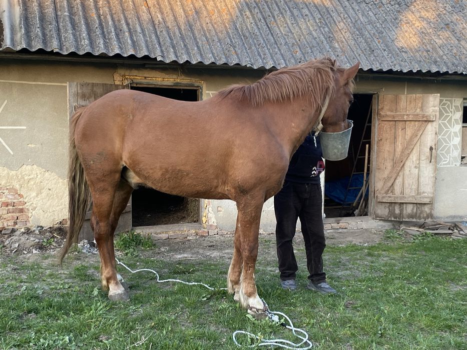 Продам коня ріст 165 в холці