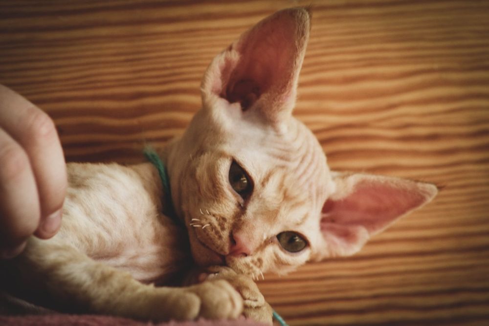 Kocurek Devon rex FPL