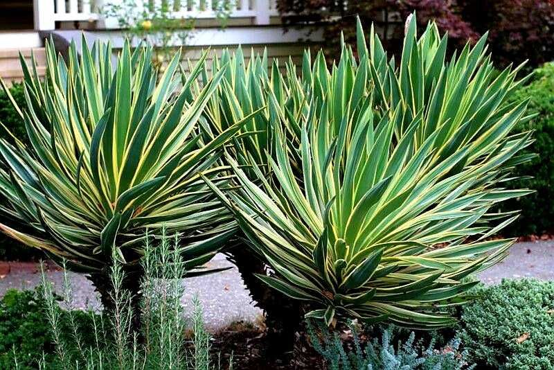 Juka gloriosa "Variegata", mrozoodporna, tworzy pień! Duże sadzonki.