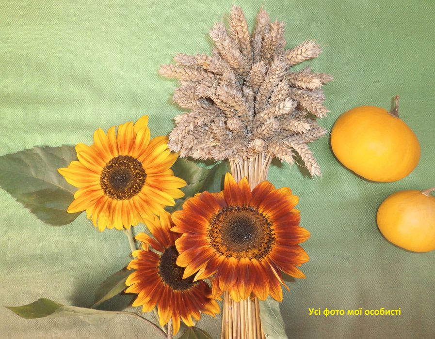 Сніп колоски пшениці, жита, ячменю. Сноп колосся. Букет із колосків