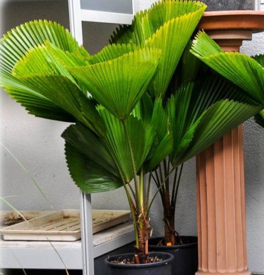Rara palmeira de leque japonesa ou Licuala grandis