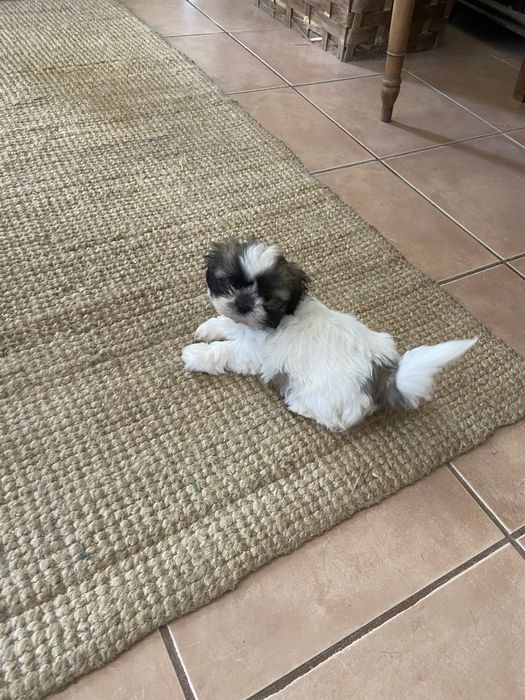 Shih tzu miniatura femea