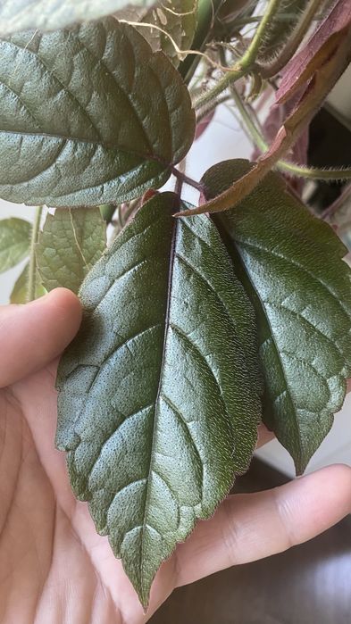 Cissus adenopoda, Цисус