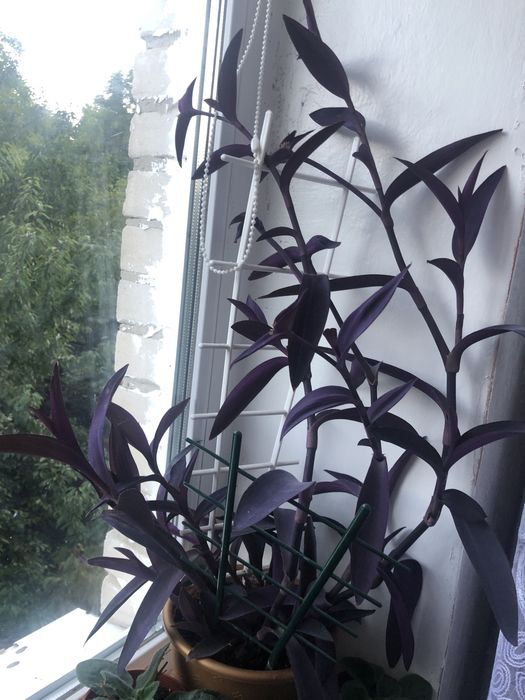 Вазони Традесканція бліда