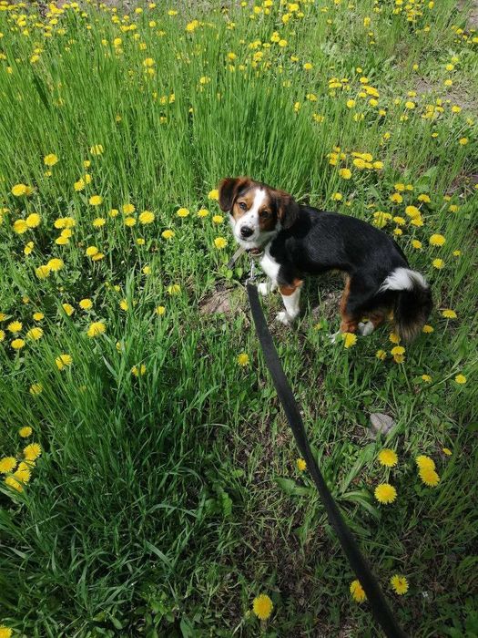 Здравствуйте, Я ищу любащего и ответственного хозяина для этой собачки