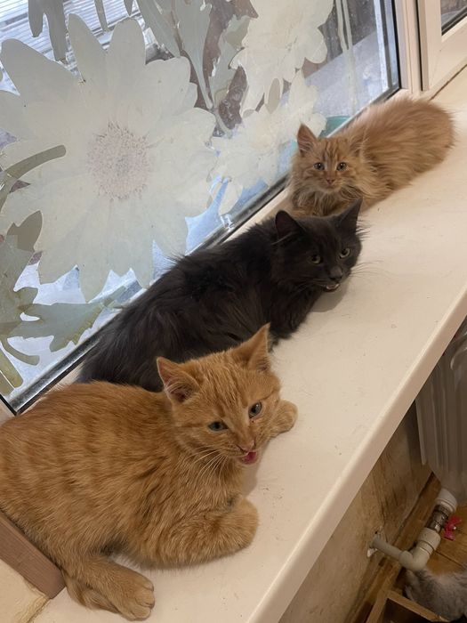 Отдам рыжего котенка, мальчик, серого пушистого котенка, нибелунг, дев