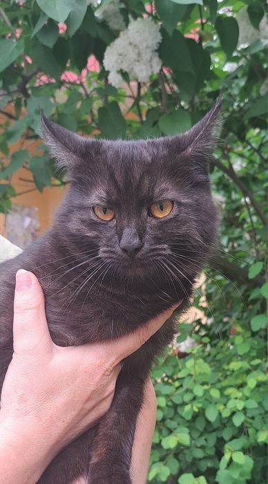 Дуже гарний молодий котик