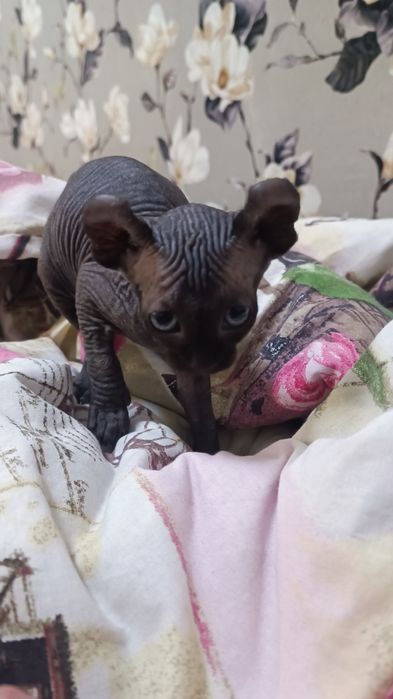 Канадский сфинкс эльф