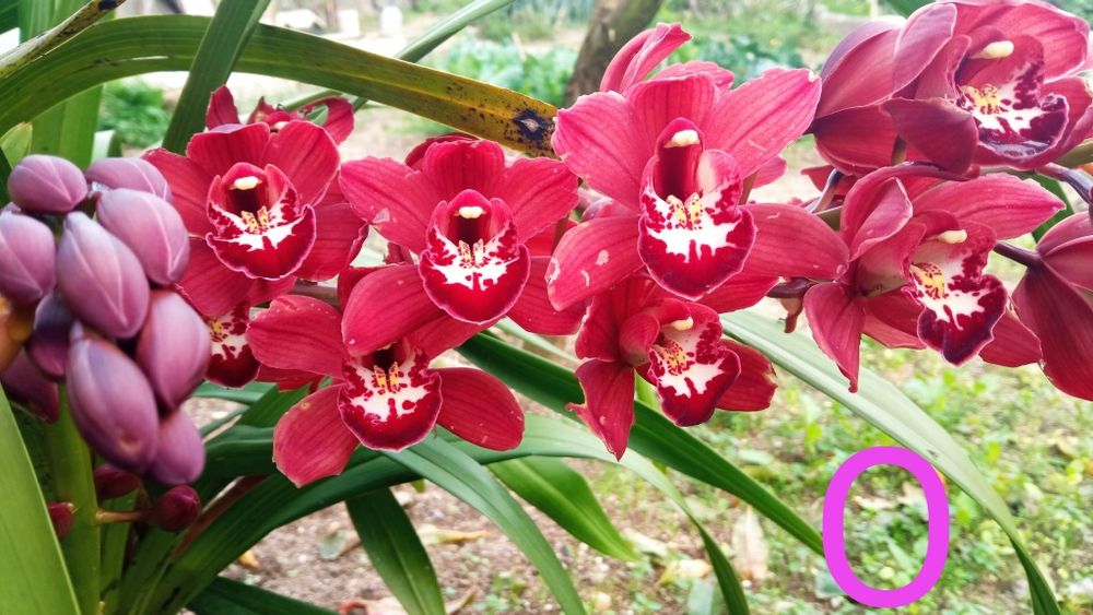 Orquídeas Cimbidium