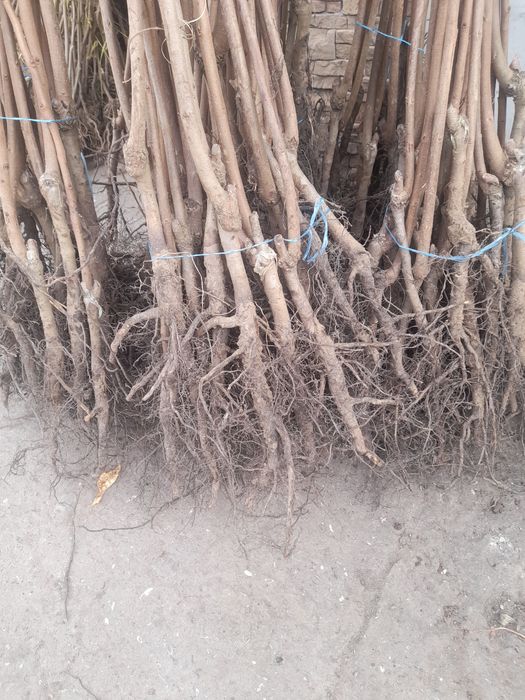 Продам саженцы хурмы а также есть плодовые деревья