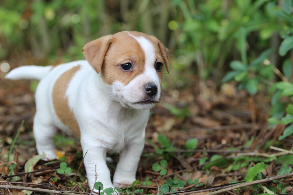 Suczka Jack Russell Terrier