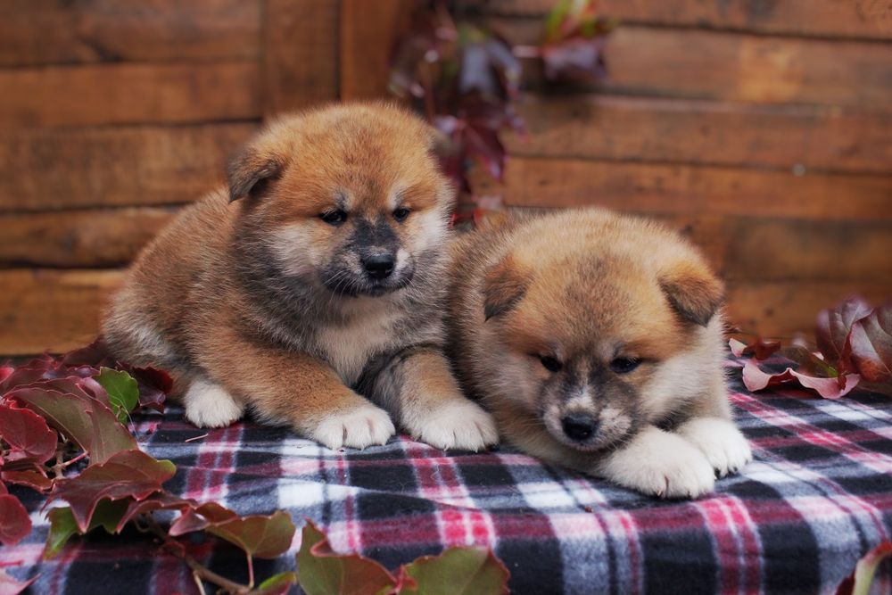 Цуценята акіта іну,  японська акіта