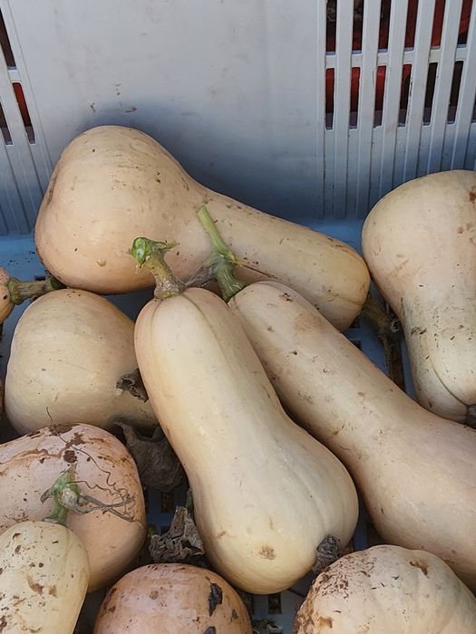 Abóbora  butternut