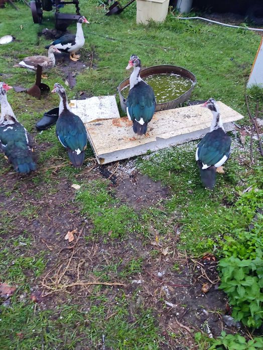 Індокачки на мясо, яйця,Городок, на піря годовані без хім добавок