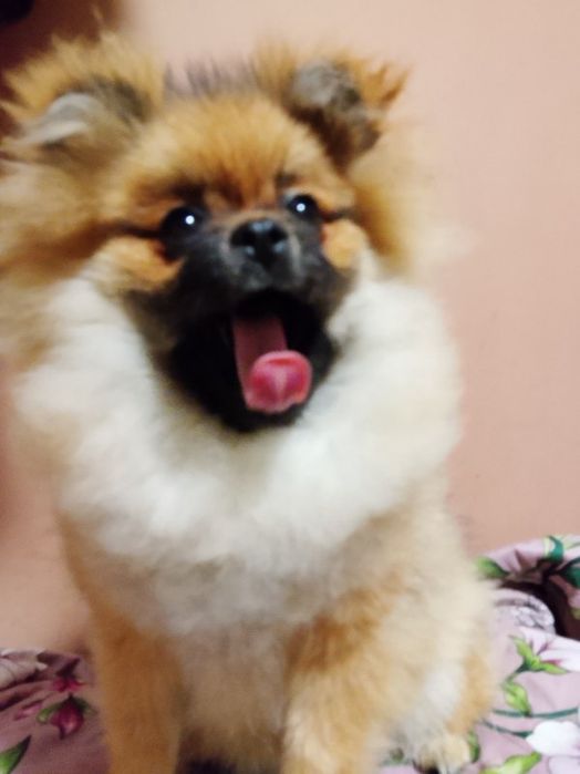 Piękna suczka rasy pomerianian