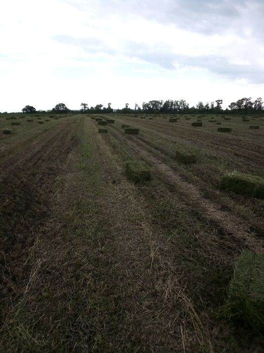 Продам сено Люцерны в тюках