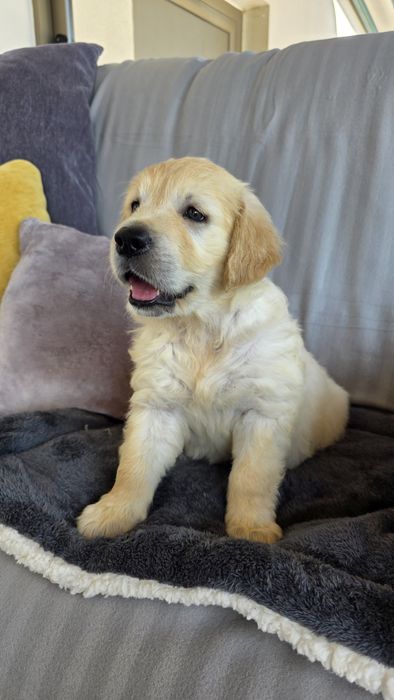 Golden Retriever Macho