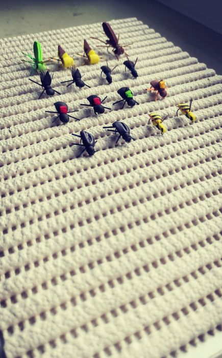 Muchy powierzchniowe klen pstrąg