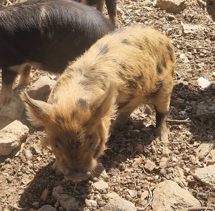 Porcinhos de kunekune