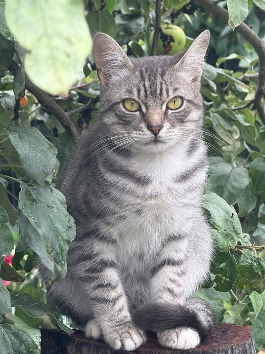 Красивий сріблястий кіт таббі, 1 рік