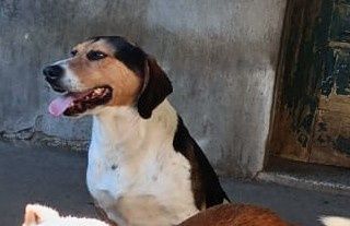 Pirata- cão cruzado de Beagle de porte médio para adoção