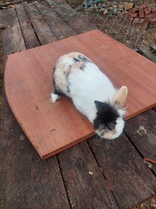 Króliki miniaturka samce