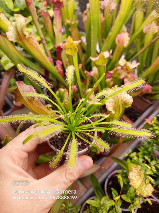 Росянка мухоловка. Спатулата, капська. Рослина.