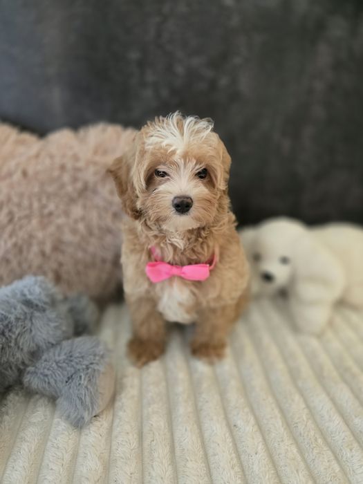 Maltipoo f1b sunia