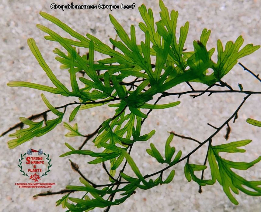 Crepidomanes Grape Leaf Rarytas