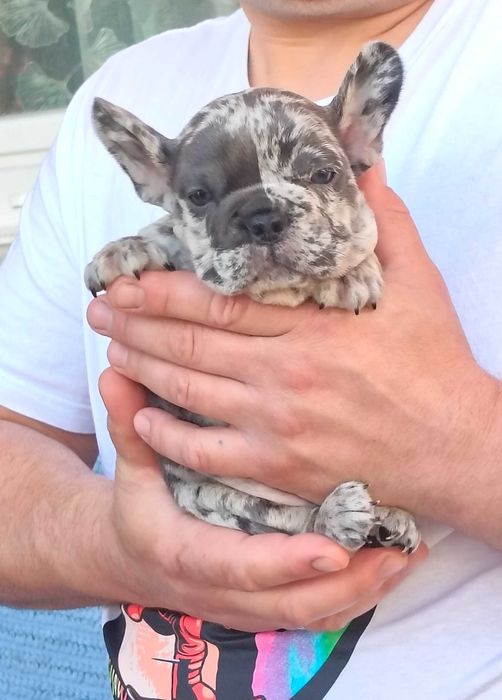 Bulldogue francês окрас Merle
