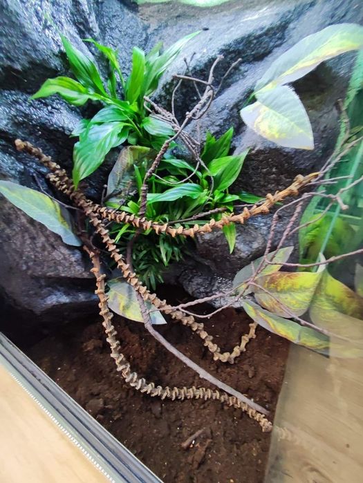 Terrarium szklane gekon żaba modliszka KOŚCIAN