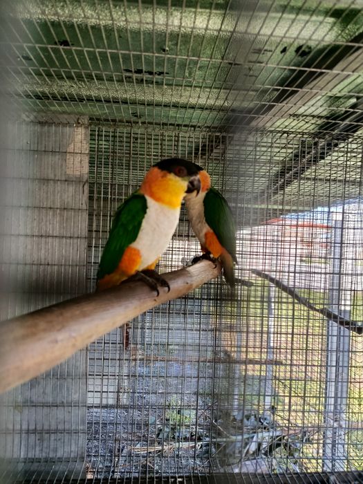 Marianinhas cabeças preta 2022